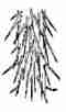 Hairs-Dense
